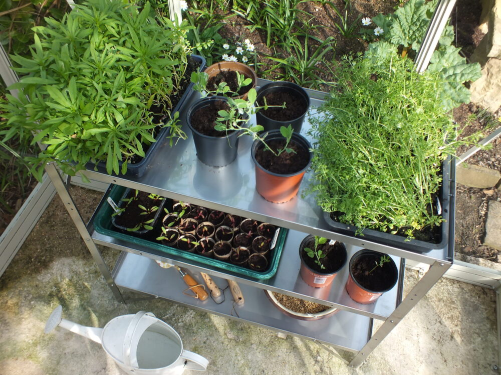 Stainless steel greenhouse staging